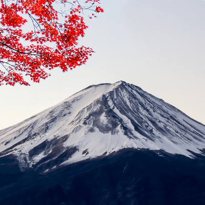 Fuji Volcano Red Tree In Winter Morning, Japan