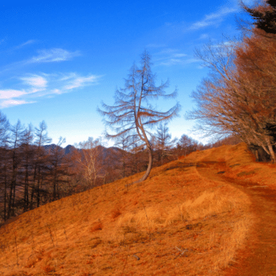 The Dancing Tree And Running Trail On Mount Kumotori